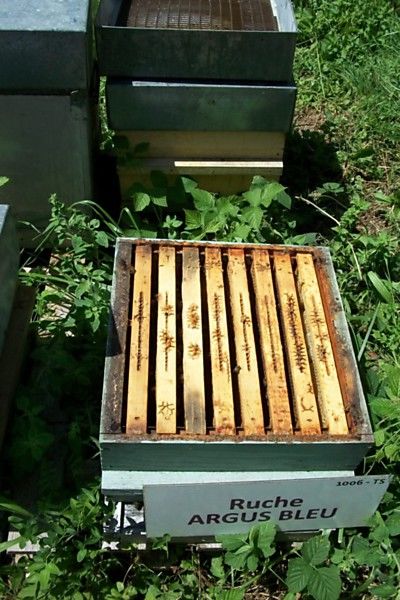 La ruche Argus bleu