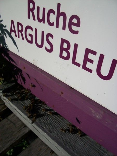 La ruche Argus bleu