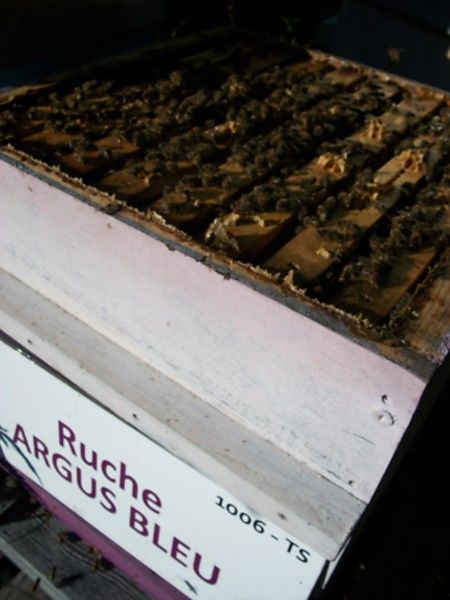 La ruche Argus bleu