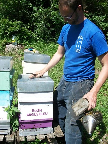 La ruche Argus bleu