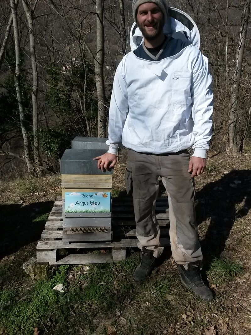 La ruche Argus bleu