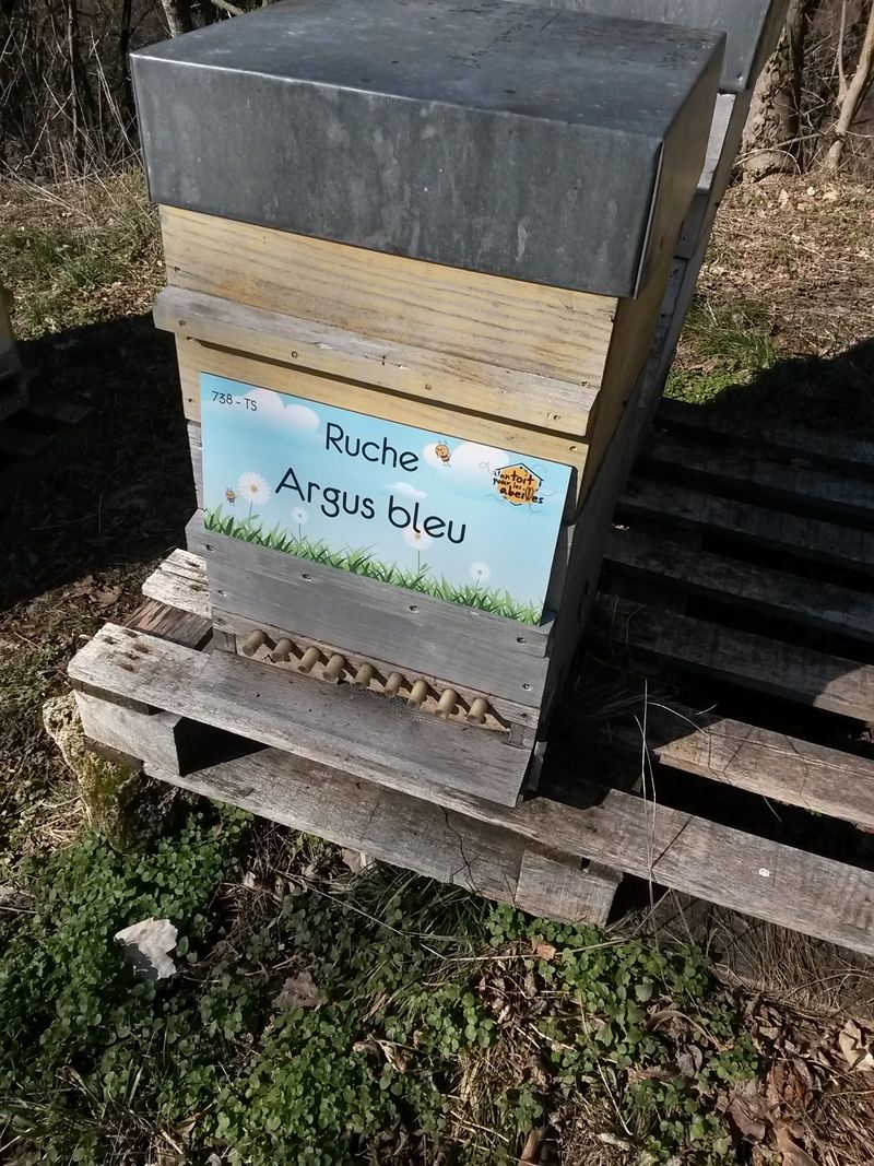 La ruche Argus bleu