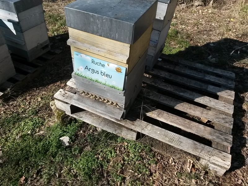 La ruche Argus bleu