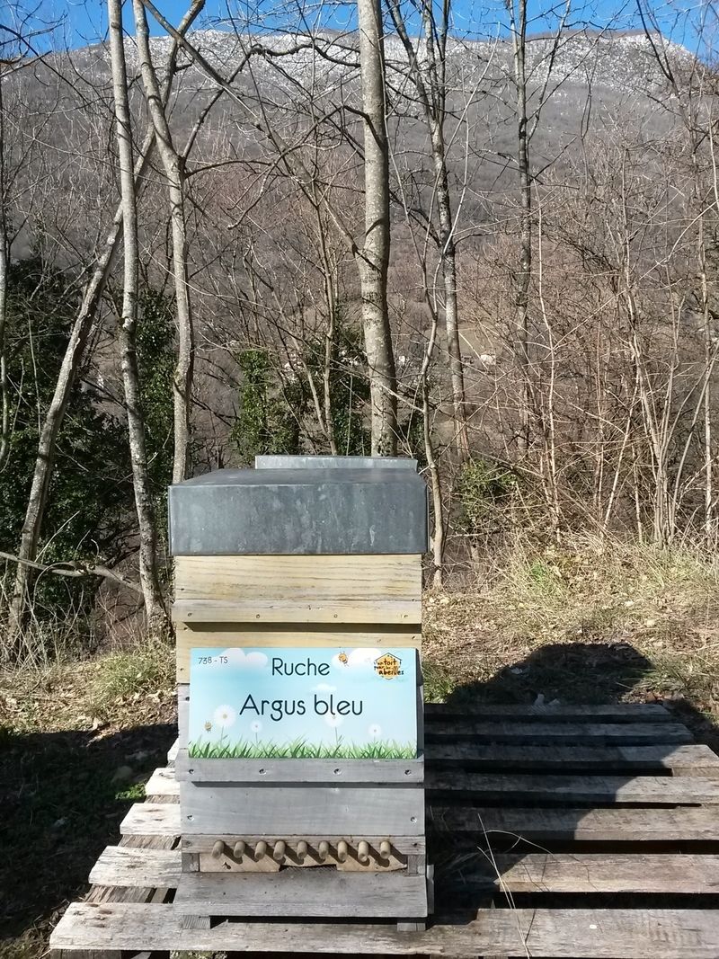 La ruche Argus bleu