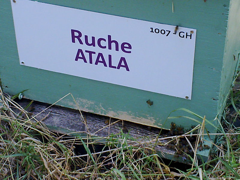 La ruche