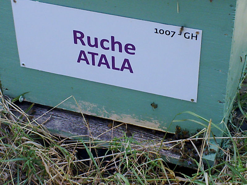 La ruche 