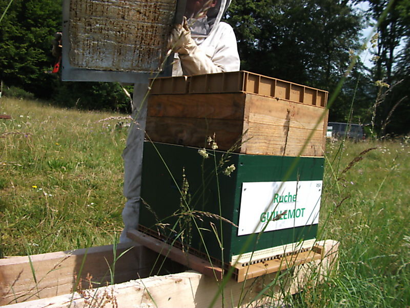 La ruche Guillemot