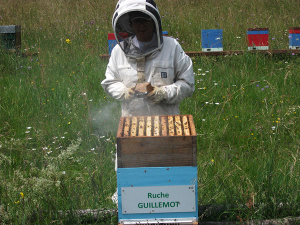 La ruche Guillemot