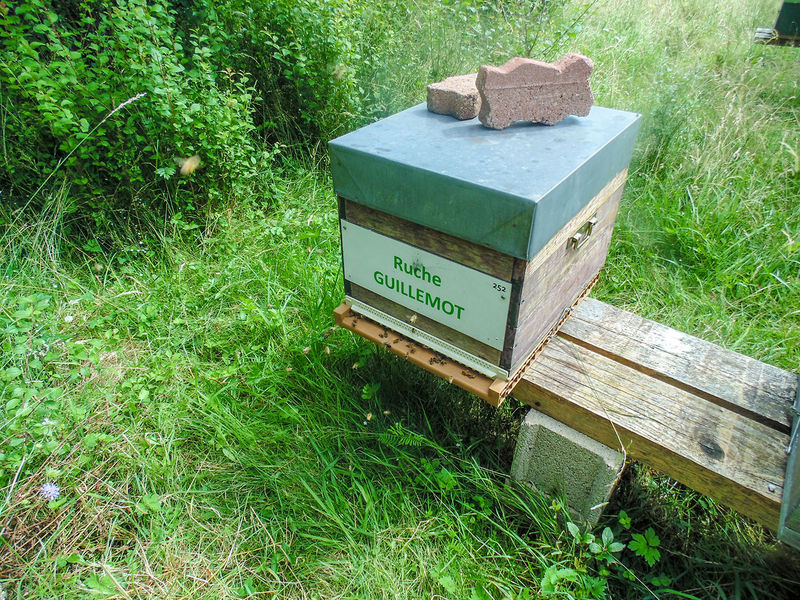 La ruche Guillemot