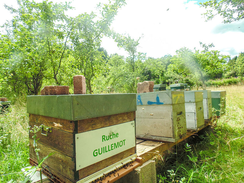 La ruche Guillemot