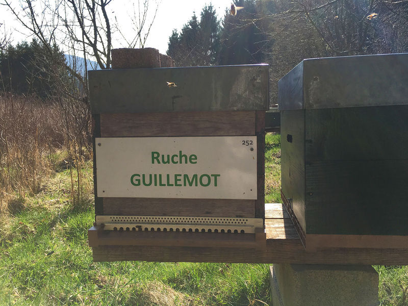 La ruche Guillemot