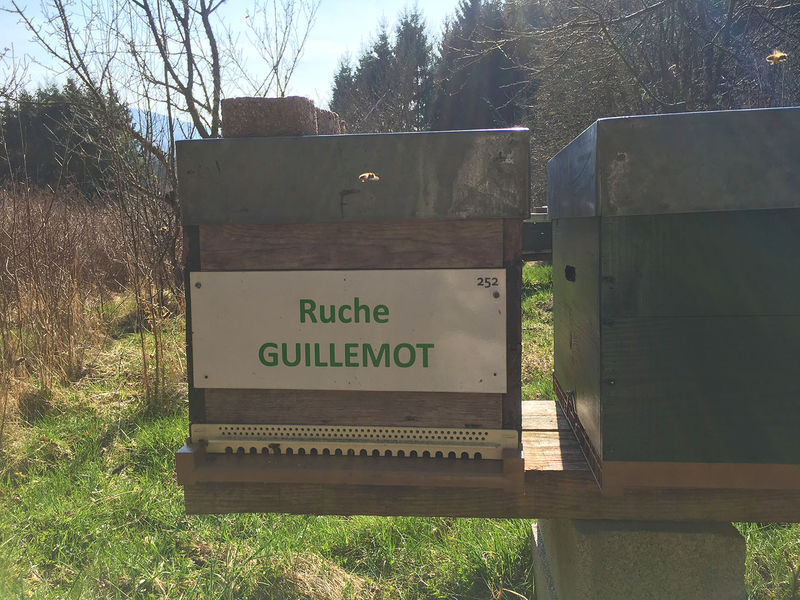 La ruche Guillemot