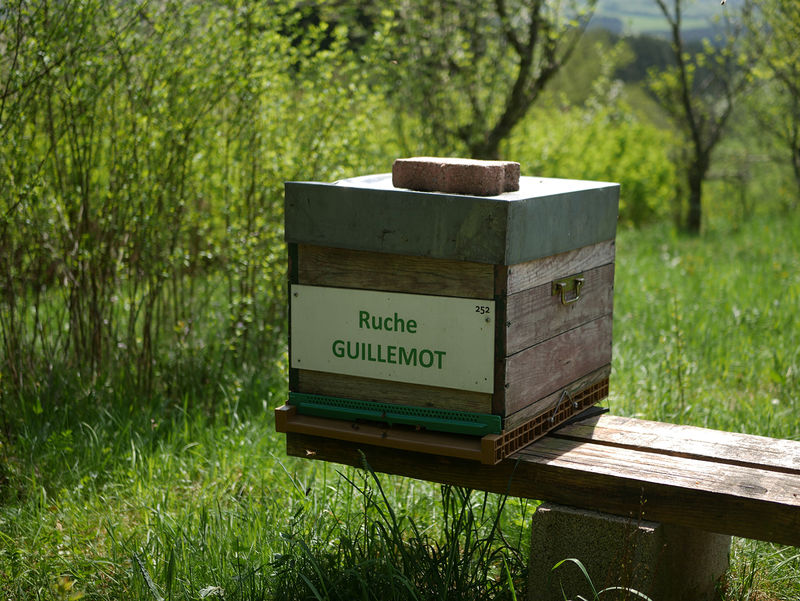 La ruche Guillemot