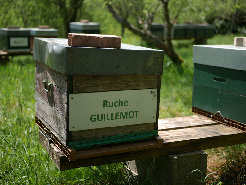 La ruche Guillemot
