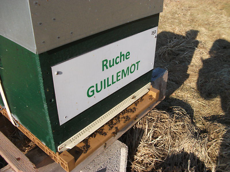 La ruche Guillemot