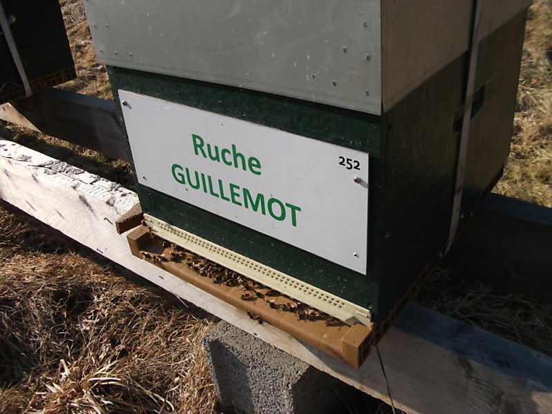 La ruche Guillemot