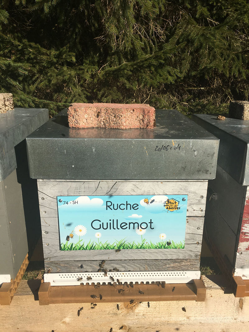 La ruche Guillemot