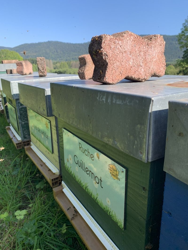 La ruche Guillemot