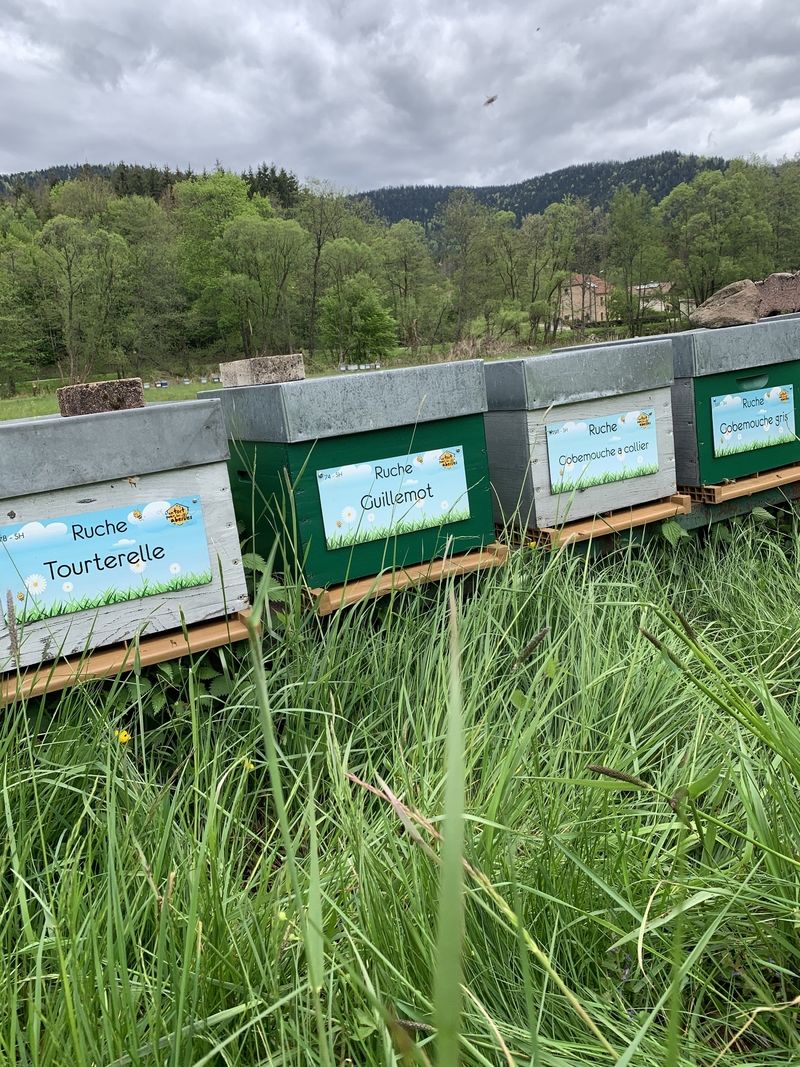 La ruche Guillemot