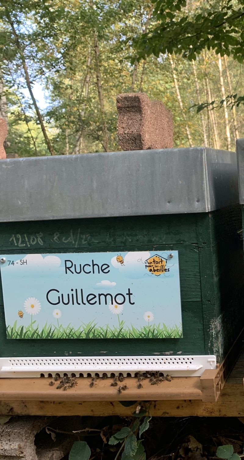 La ruche Guillemot
