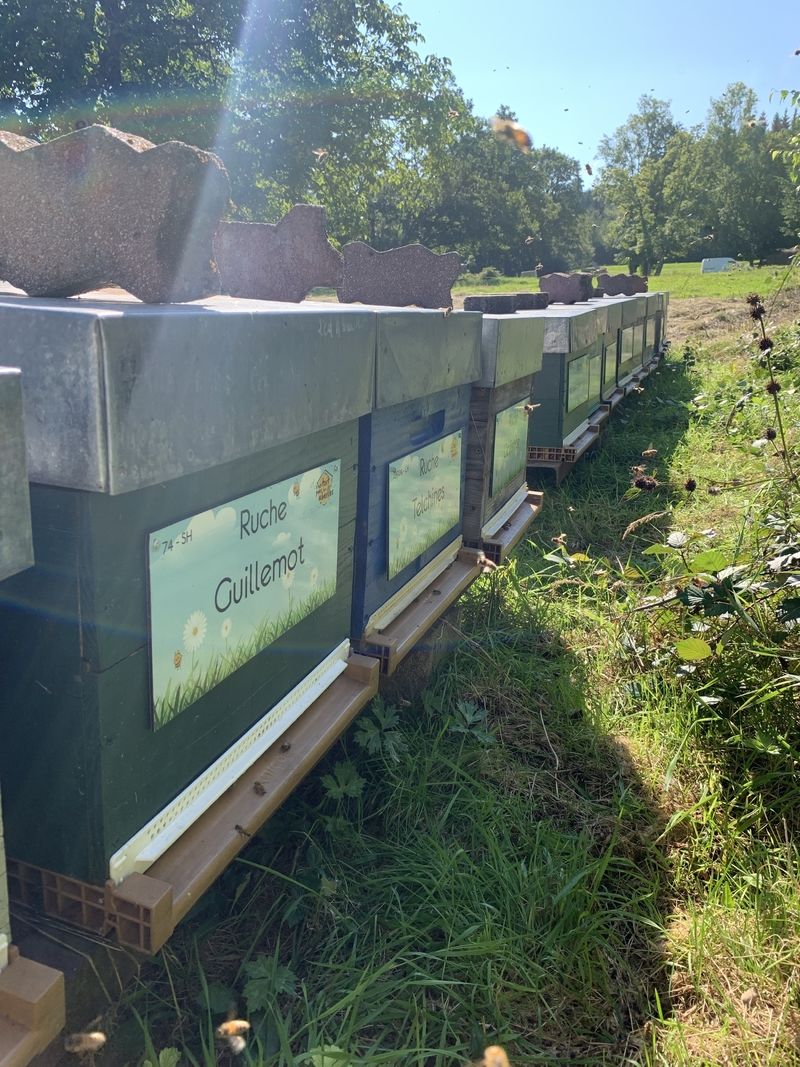 La ruche Guillemot