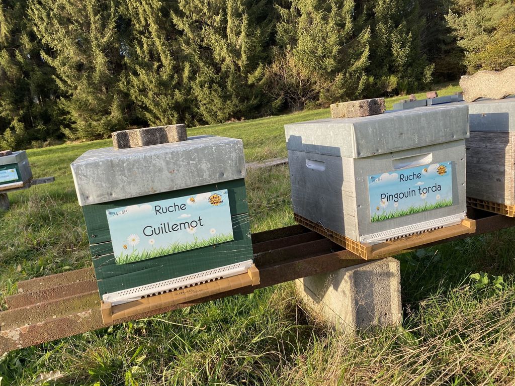 La ruche Guillemot