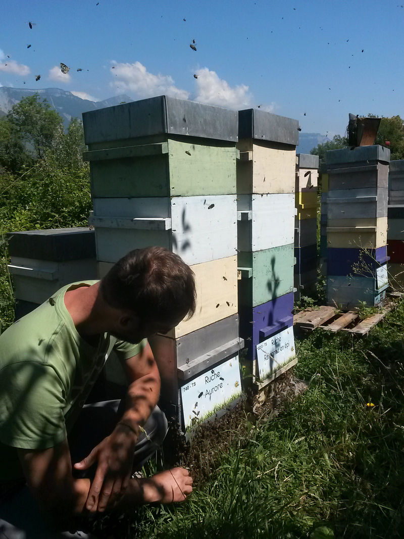 La ruche Aurore