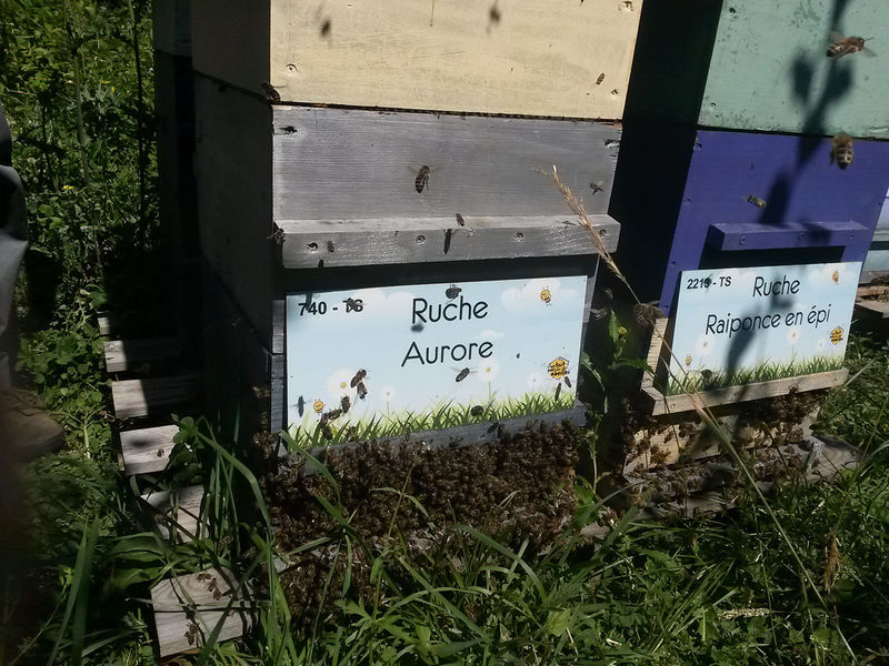 La ruche Aurore