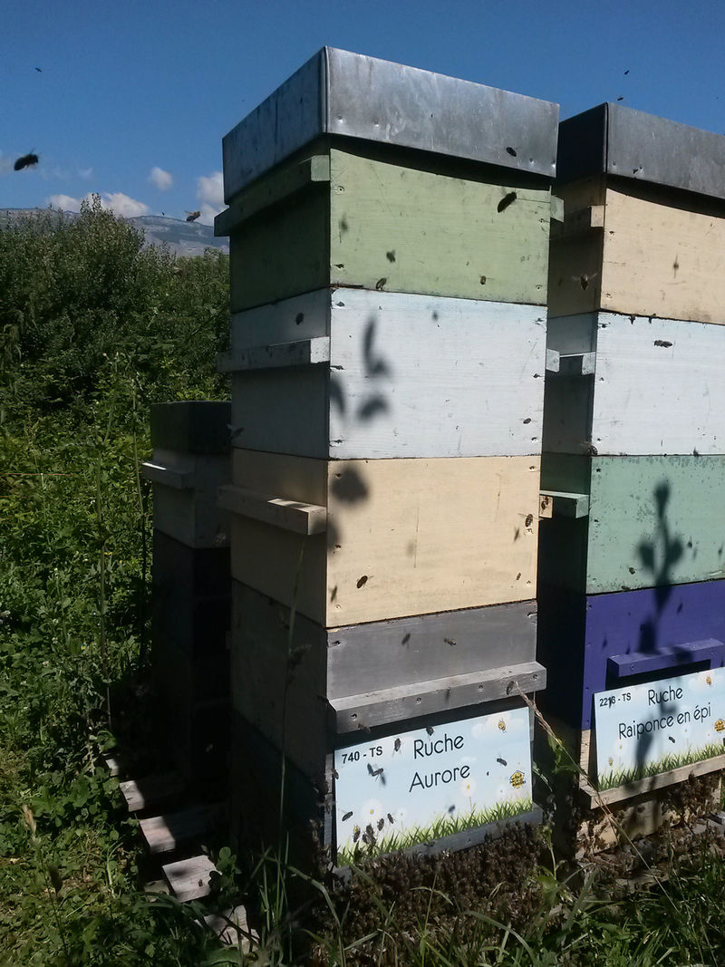 La ruche Aurore