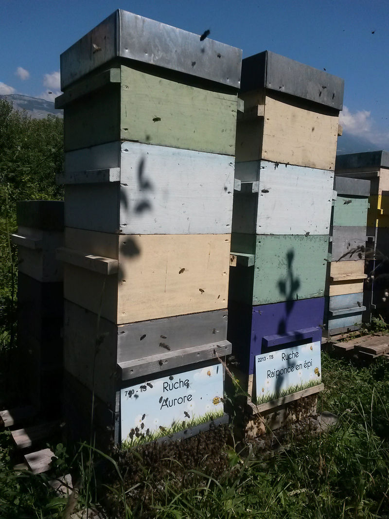 La ruche Aurore