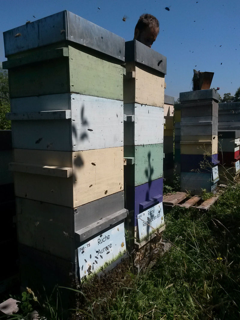 La ruche Aurore
