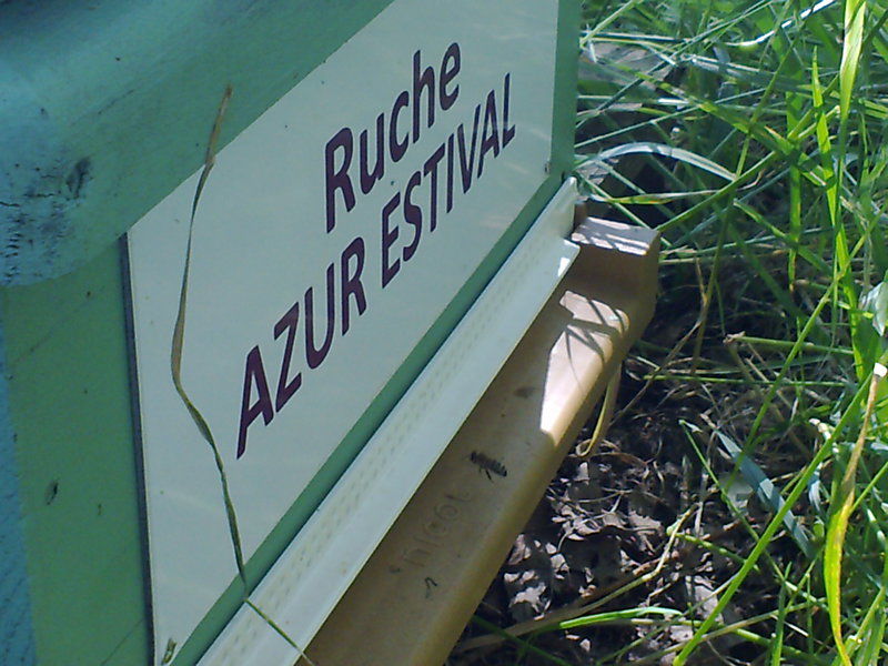 La ruche