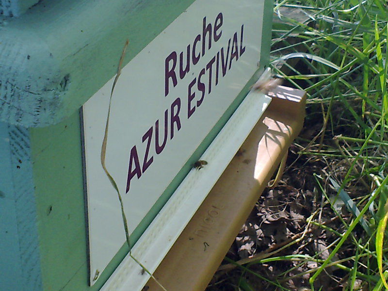 La ruche Azur estival