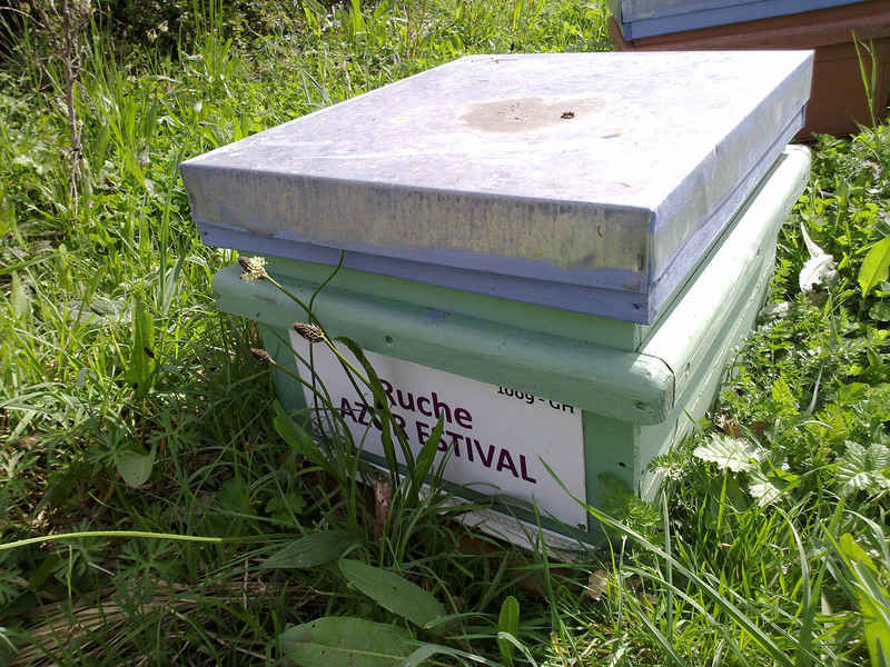 La ruche Azur estival