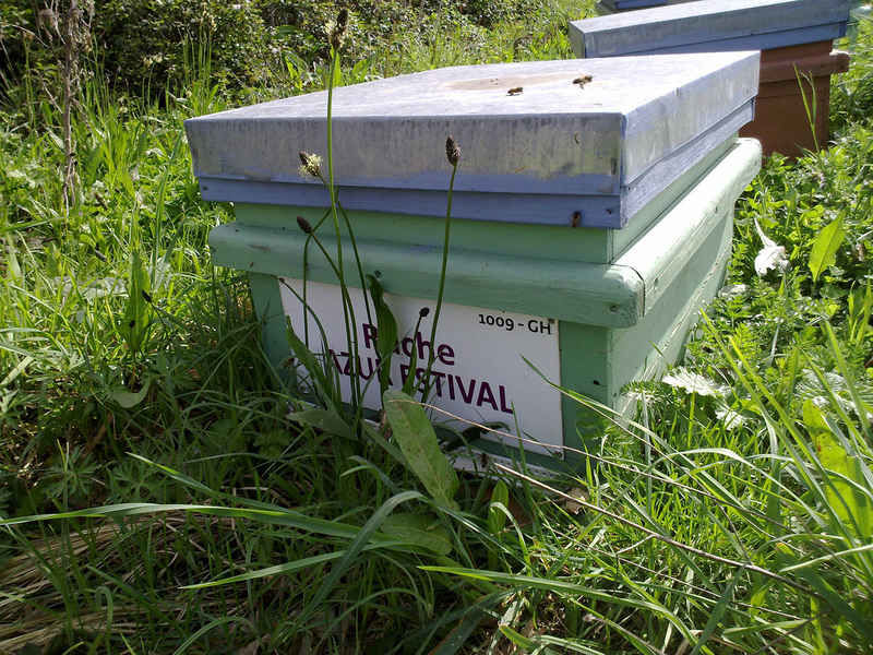 La ruche Azur estival