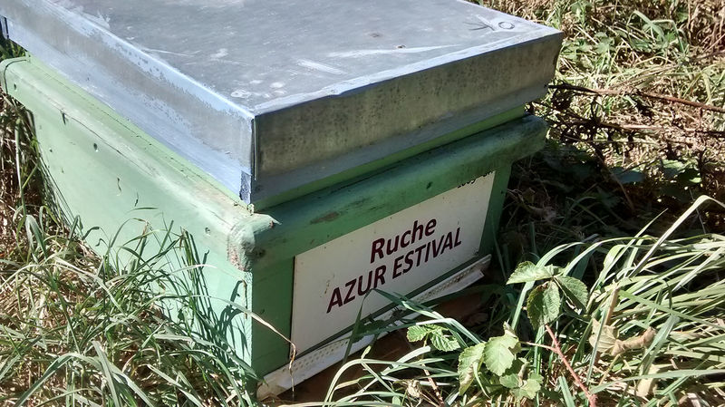 La ruche Azur estival