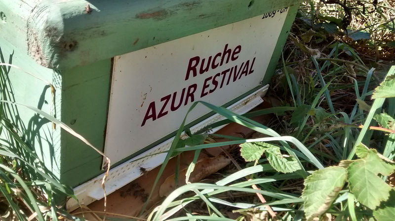 La ruche Azur estival