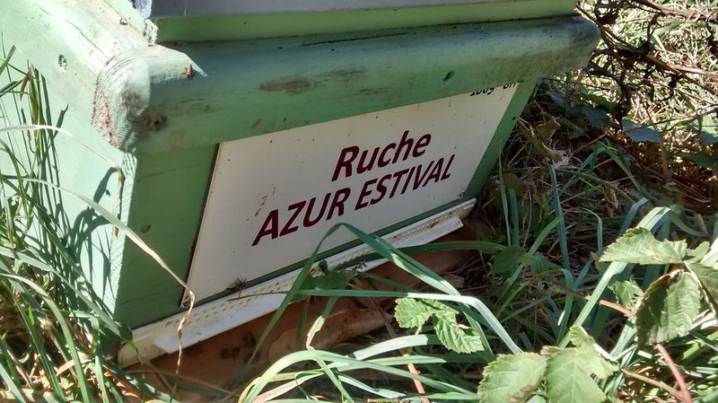 La ruche Azur estival