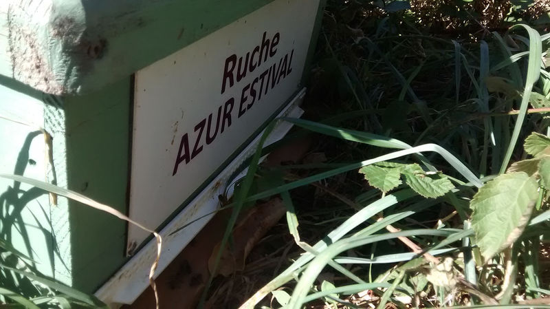 La ruche Azur estival