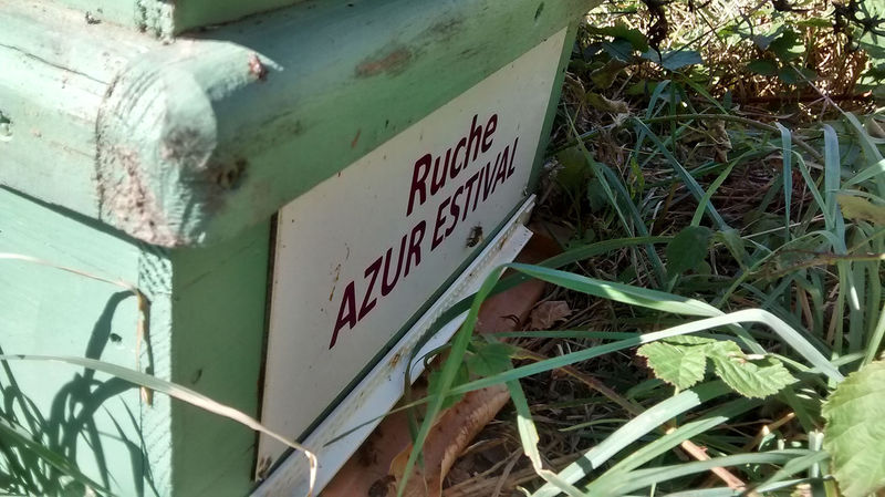 La ruche Azur estival