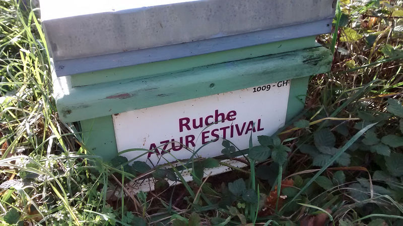 La ruche Azur estival