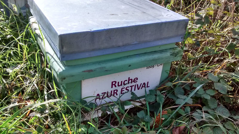 La ruche Azur estival