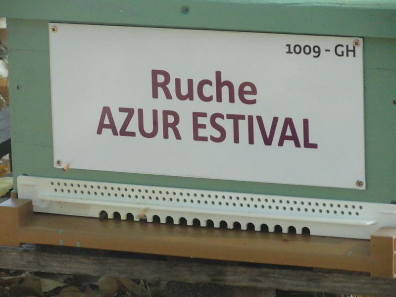 La ruche Azur estival
