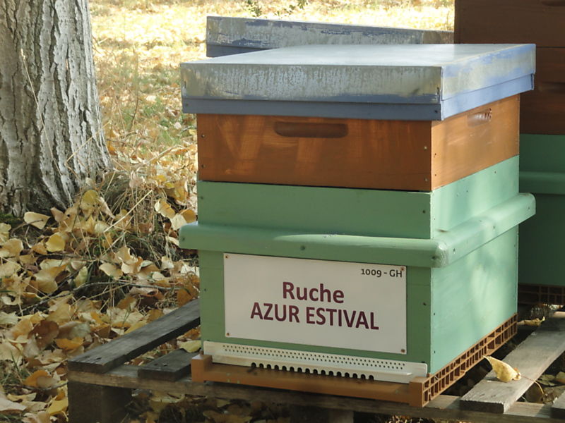 La ruche Azur estival