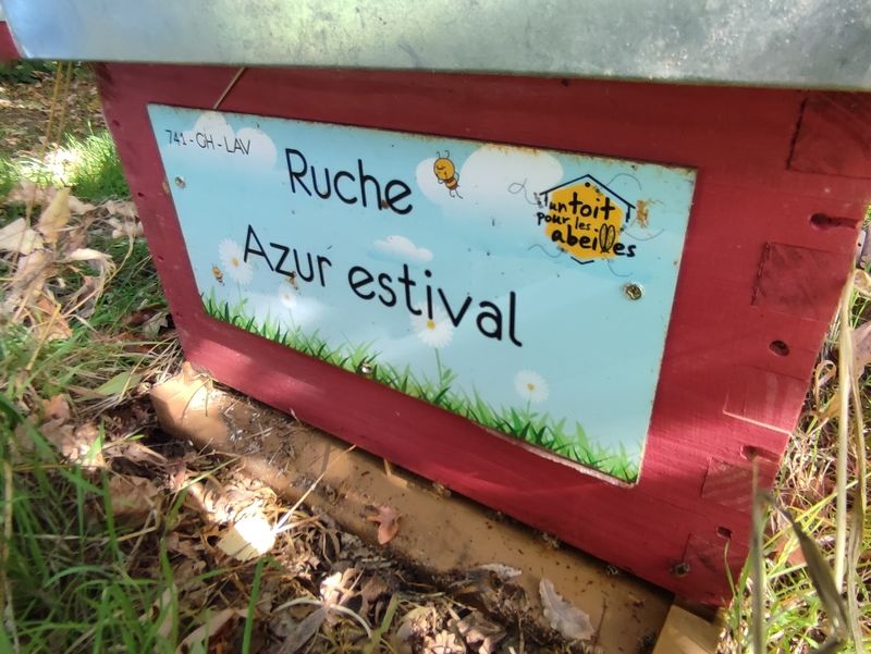 La ruche Azur estival
