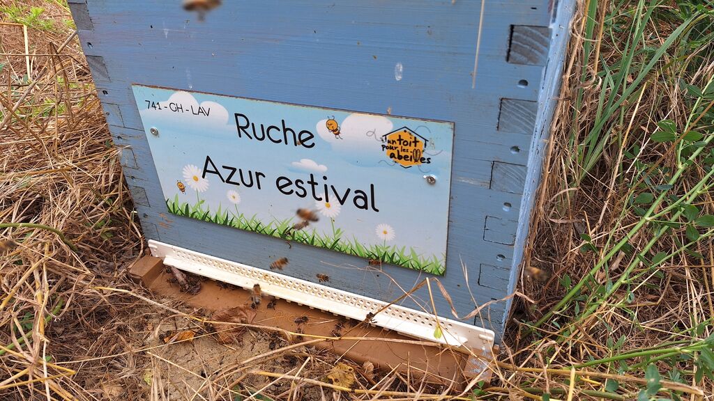 La ruche Azur estival