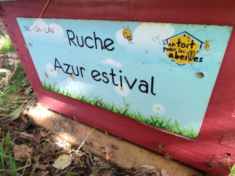 La ruche Azur estival