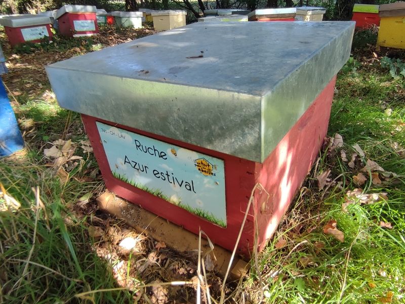 La ruche Azur estival