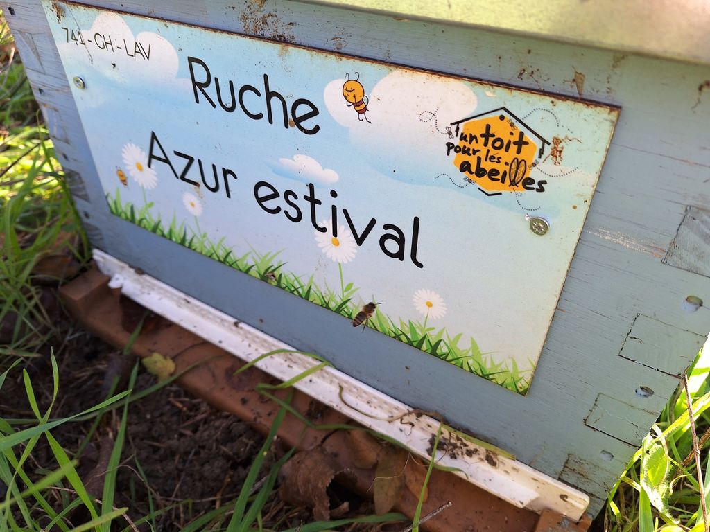 La ruche Azur estival