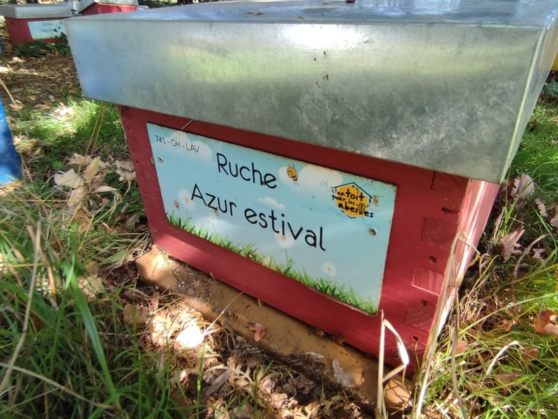 La ruche Azur estival